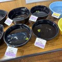 めだか、メダカの画像
