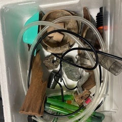 熱帯魚★金魚★ペット★メダカ★魚★水槽★の画像