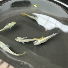 メダカ　緑光の画像