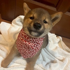 5ヶ月の子犬大切にしてくださる方にお譲り致します