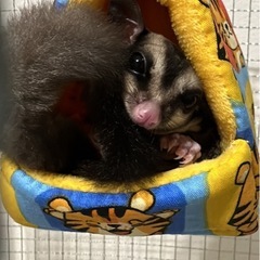 フクロウモモンガ　