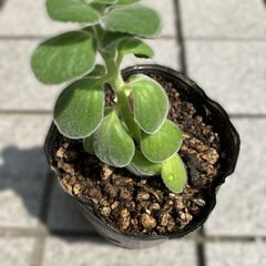 アロマティカス