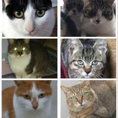 猫好き(LINEオープンチャット仲間)