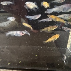 メダカ　極虎　幼魚5匹
