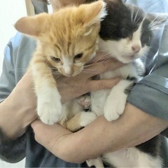 急募🐈　仲良し兄弟2匹お迎えしてくださる里親さん探してます。