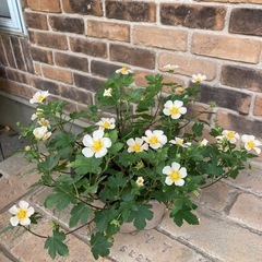 マルバストラムの鉢植えの画像