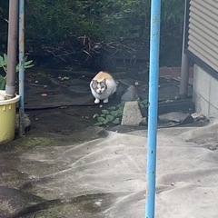 4匹います − 大分県