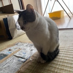 4匹います - 猫