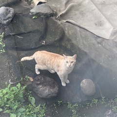 4匹います - 大分市