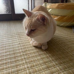 4匹います