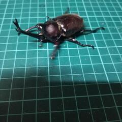 カブトムシL④の画像