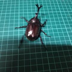 カブトムシL④の画像