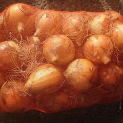 （1セット済）玉ねぎ5キロ