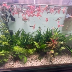熱帯魚 　ダンボグッピー が欲しいです！