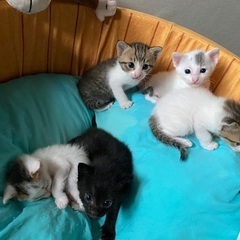 ５月生まれの猫5匹　里親募集です。
