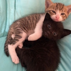 ５月生まれの猫3匹　里親募集です。