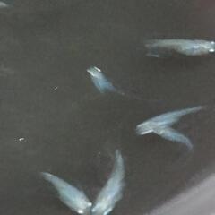 メダカ しずくMサイズ10匹の画像