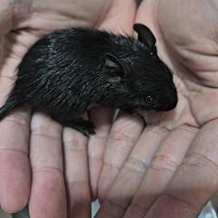 デグー赤ちゃん2015年5月13日生まれ