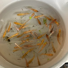 めだかすくい　MIXめだか　入荷しました
