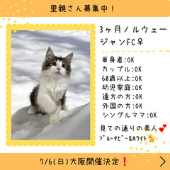 里親募集中！3ヶ月ノルウェージャンフォレストキャット♀(⋈…