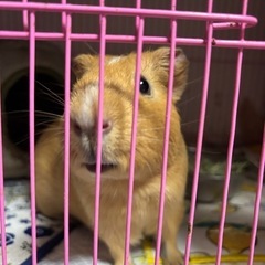 【里親募集】茶色×白のモルモット