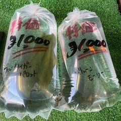 選別漏れのため格安の画像