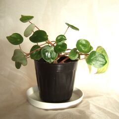 観葉植物　ペペロミア　サンデルシー　スイカペペ　小苗