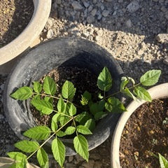 たらの木苗の画像