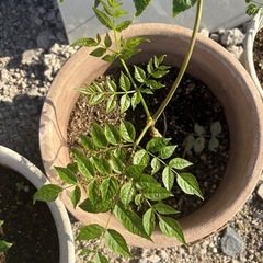 たらの木苗の画像