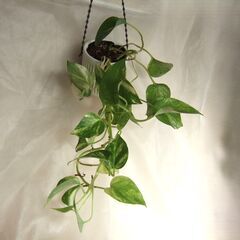 観葉植物　斑入りポトス　吊り鉢入り