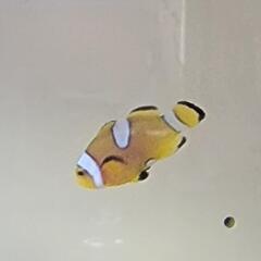 海水魚　クマノミイレギュラーバンド