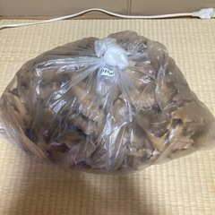 クヌギ枯葉　落ち葉では無いので綺麗です。