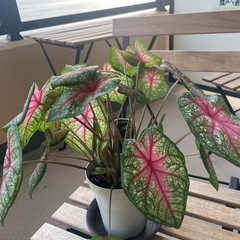 観葉植物　
ガラディウム