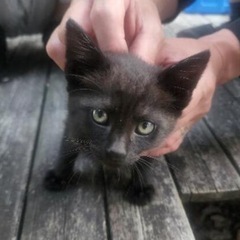 黒猫ちゃん♡生後3ヶ月　