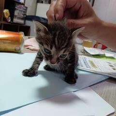 子猫