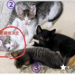 里親様募集🐱