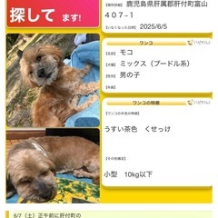 迷子犬モコちゃん探してます