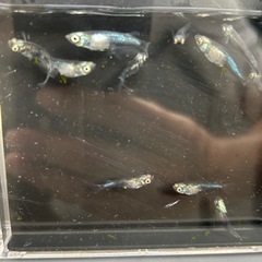 天鵞絨メダカ5匹無選別
の画像