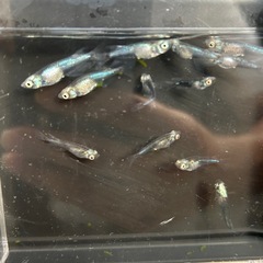 天鵞絨メダカ5匹無選別
の画像