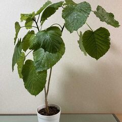 【無料】　ウンベラータ　１１０ｃｍ