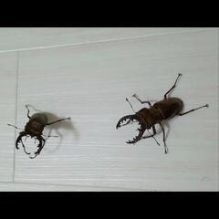 ミヤマクワガタ