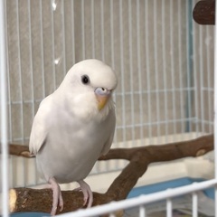 ◆いったん受付停止します◆セキセイインコ　生後推定3〜4ヶ月？ま...