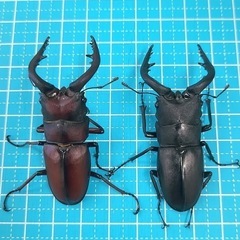 カブトムシ、クワガタ捕り - 前橋市