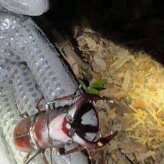 カブトムシ、クワガタ捕り