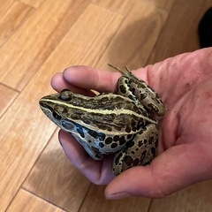 特大⁈トノサマがエルの画像