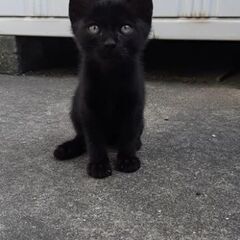 760g　幸運のカギしっぽの黒猫ちゃん　もらって下さい！