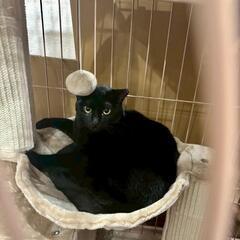 【保護猫の里親募集】ゆずちゃん　黒メス