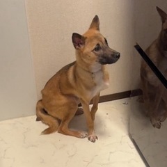 【再掲】雑種 1歳半 オス 怪我あり