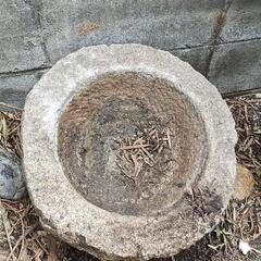 メダカ、ビオトープ用に！