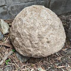 メダカ、ビオトープ用に！の画像